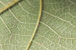 Paper mulberry